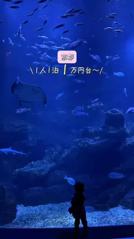 kyoto_withqooのTikTok投稿