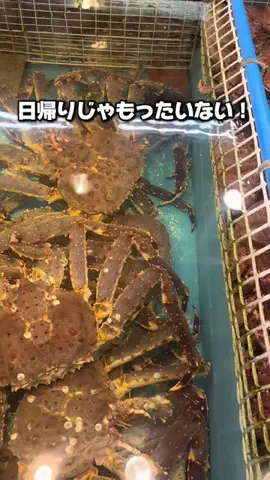 37歳おっさん旅垢のTikTok投稿