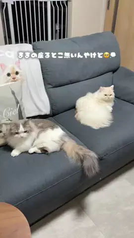 miel💛ciel🩵lumiel🤍 ┊ 短足兄弟のTikTok投稿