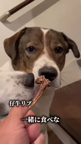 ジナサナのTikTok投稿
