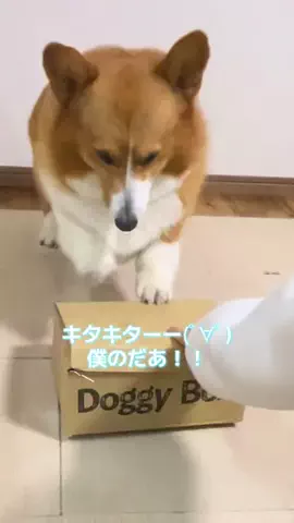 ロイ【もふもふコーギー】のTikTok投稿