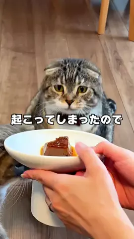 ねこぞー@猫のお役立ち情報のTikTok投稿
