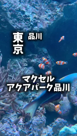 関西ごはんのTikTok PR投稿：限界OLのおでかけ紹介！品川でただ水族館に行くんじゃな…