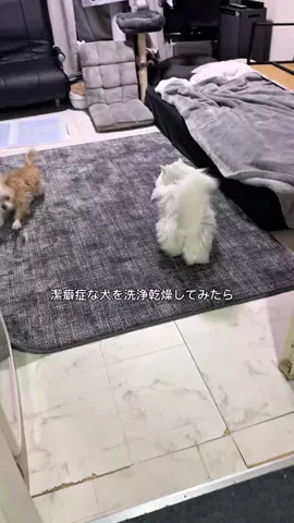 そあまるฅのTikTok投稿