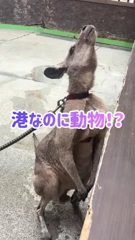 阿川麻美 Asami AgawaのTikTok投稿