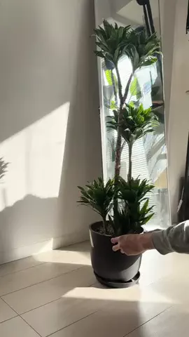 シン -シンプルな暮らしと部屋作りのTikTok投稿