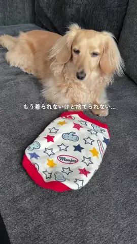あむ🐶のTikTok投稿