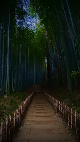 玲央 | 日本の原風景のTikTok投稿