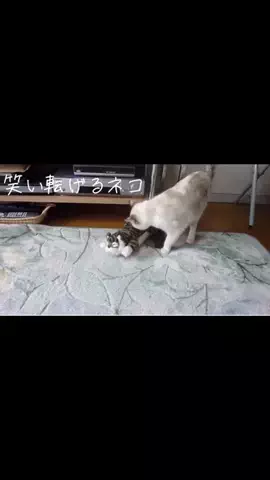 Junji.KawaneのTikTok投稿
