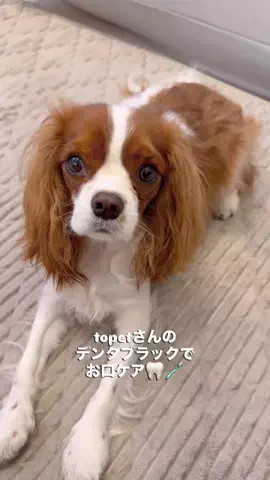 キャバリアのハロ🐶のTikTok投稿