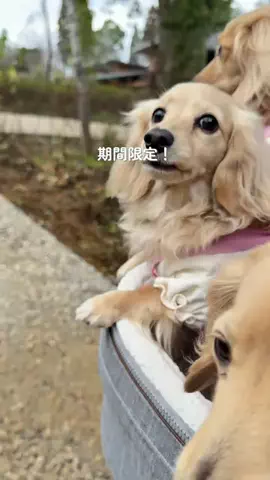 🎀もあらなまぅ🎀のTikTok投稿