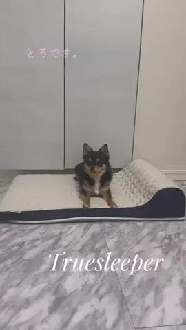 とろ Toro 🐈‍⬛🍣♥️のTikTok投稿
