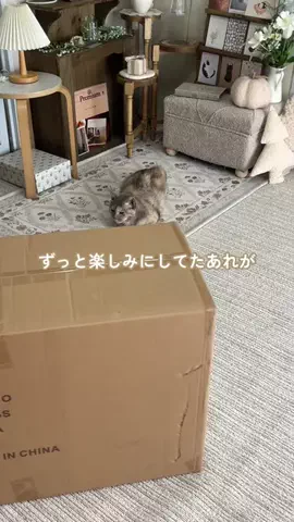 salut_emiのTikTok投稿