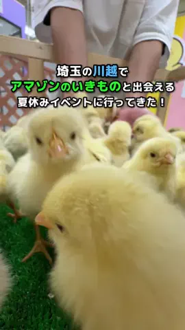 にーしゃ✎𓂃ほのぼの埼玉旅𓂃のTikTok投稿