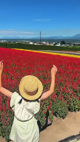 nobu_odekakeのTikTok投稿