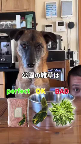 元野犬のアキのTikTok投稿