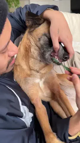 元野犬のアキのTikTok投稿