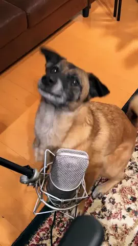 元野犬のアキのTikTok投稿