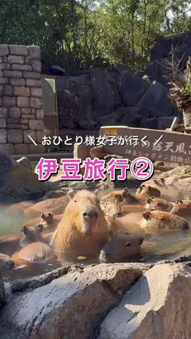 いちご🍓旅好き女子のTikTok投稿
