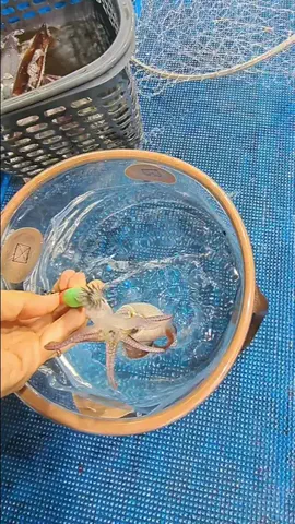 広島たにさんのぼれやびゃー動画のTikTok投稿