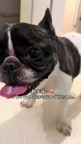 3匹のいぬのTikTok投稿