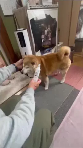 柴犬ここのTikTok投稿