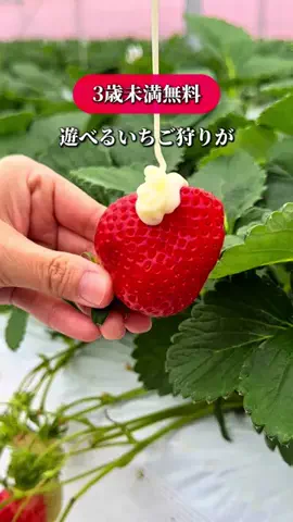 福岡お出かけ情報発信⭐️yuyuのTikTok投稿