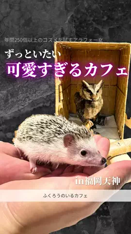 えび🦐アラフォー美容のTikTok投稿