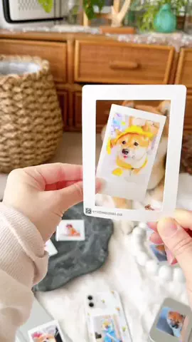 豆柴とらちゃん🐯のTikTok投稿