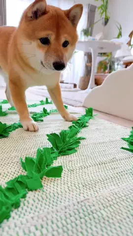 豆柴とらちゃん🐯のTikTok投稿