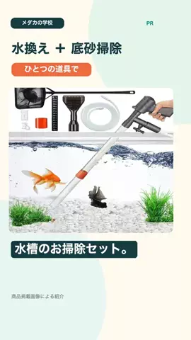 メダカの学校のTikTok投稿