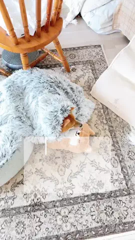 豆柴とらちゃん🐯のTikTok投稿