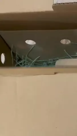 俺と松下のTikTok投稿