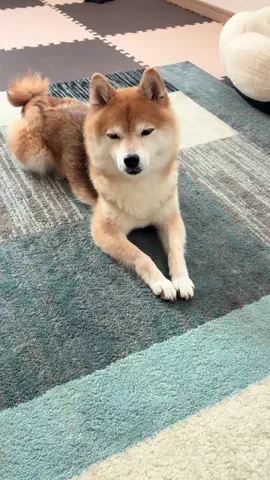 ナナ姫👀🐶のTikTok投稿