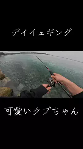 こんちゃん🦑🎩のTikTok投稿