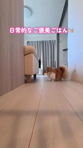 メル🎀￤マンチカン🐈のTikTok投稿