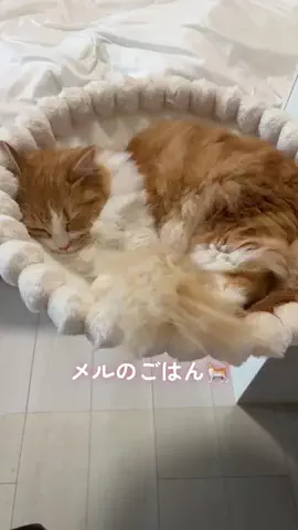メル🎀￤マンチカン🐈のTikTok投稿