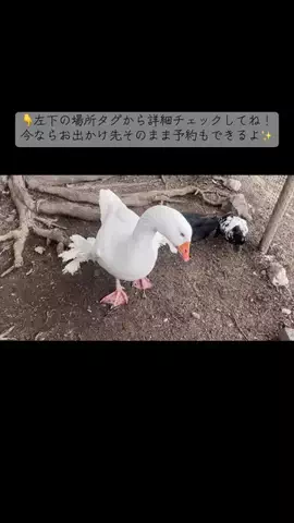 入澤優（ざわゆー）【公式】のTikTok投稿