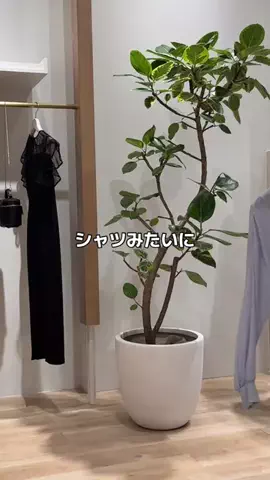 せんすい｜145cm アラフォーのTikTok投稿