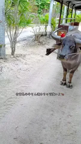 ritsu🐶💚🐎のTikTok投稿