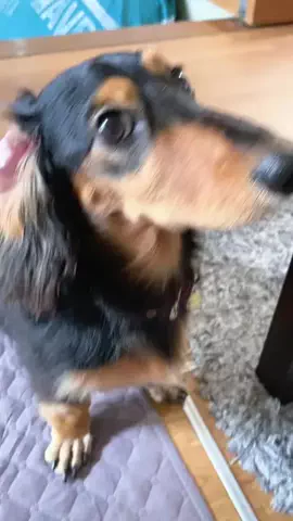 あんころ🐾うぶのTikTok投稿