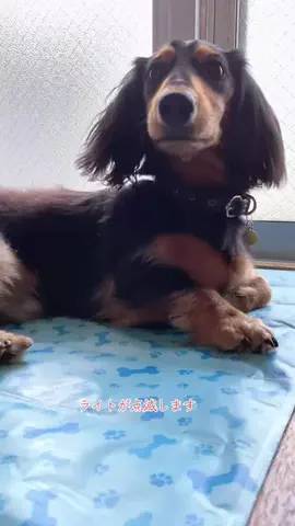 あんころ🐾うぶのTikTok投稿