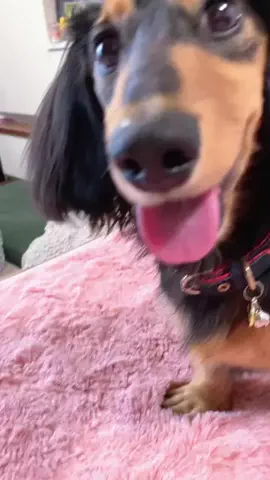 あんころ🐾うぶのTikTok投稿