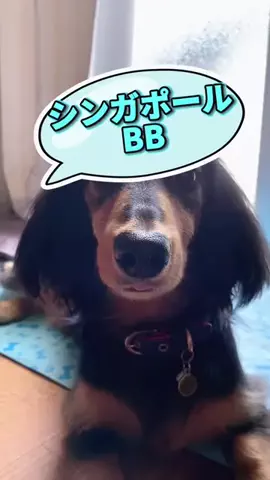 あんころ🐾うぶのTikTok投稿