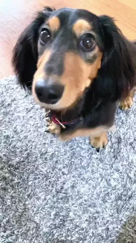あんころ🐾うぶのTikTok投稿