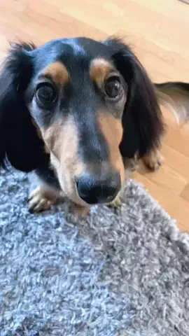 あんころ🐾うぶのTikTok投稿