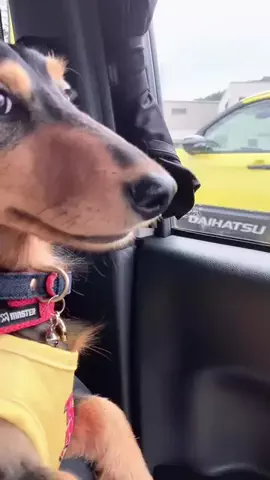 あんころ🐾うぶのTikTok投稿