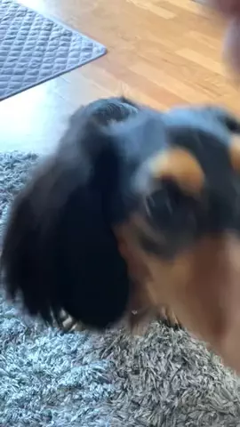 あんころ🐾うぶのTikTok投稿