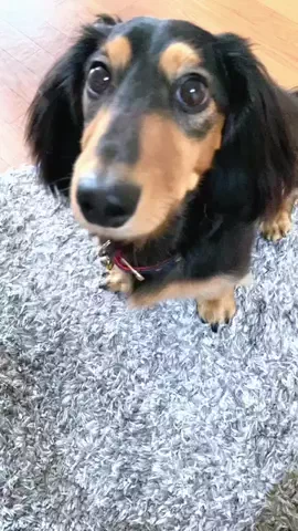 あんころ🐾うぶのTikTok投稿