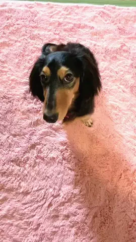 あんころ🐾うぶのTikTok投稿